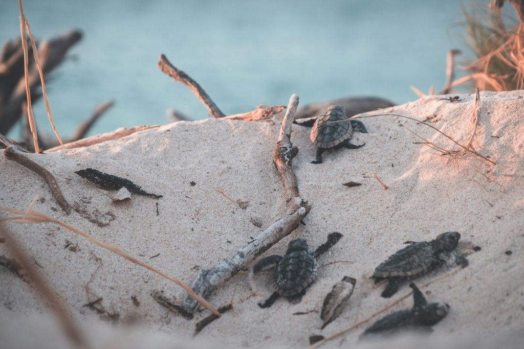 Guanacaste, Costa Rica is a great place to see baby turtles hatch and mother turtles lay their eggs!
